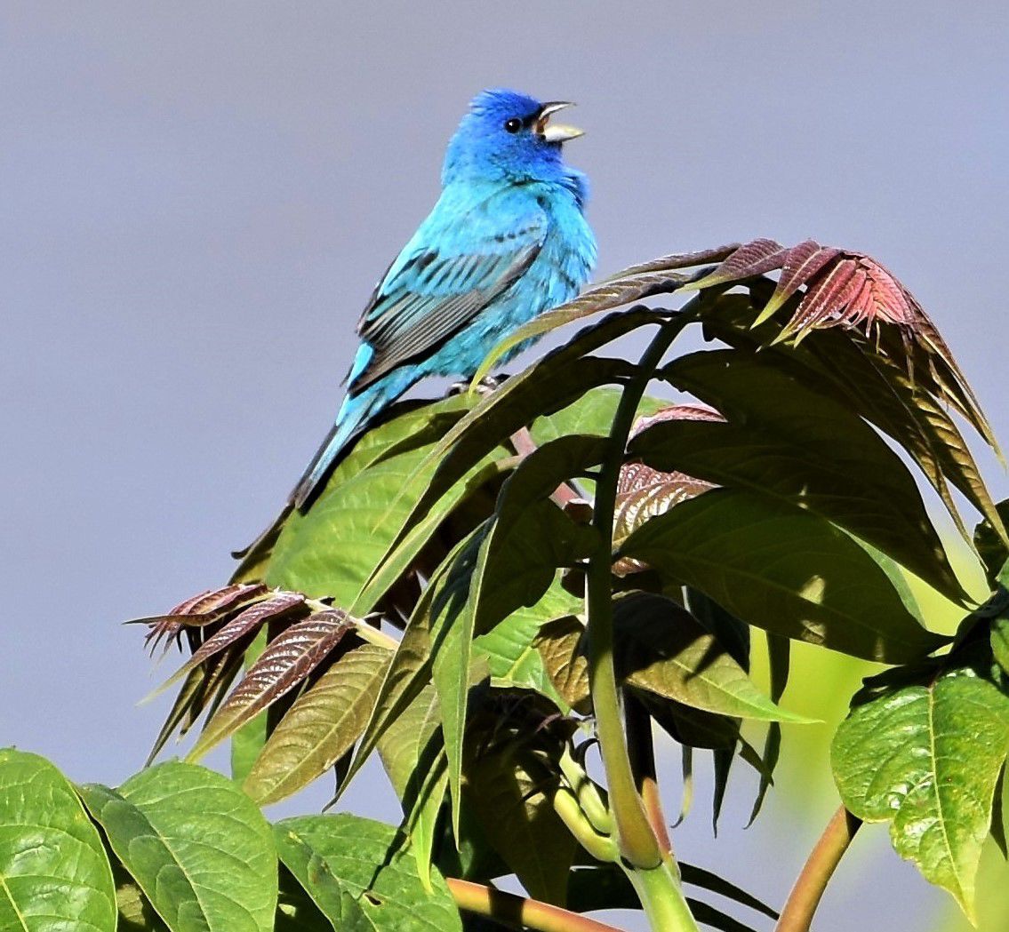 Little blue buntings